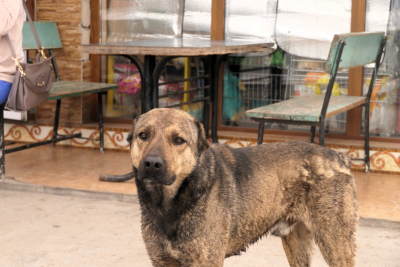 Ein Straßenhund nach der Kastration er hat es nicht uebel genommen