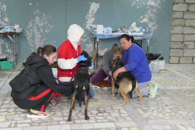 Hunde aus Saidas Tierheim